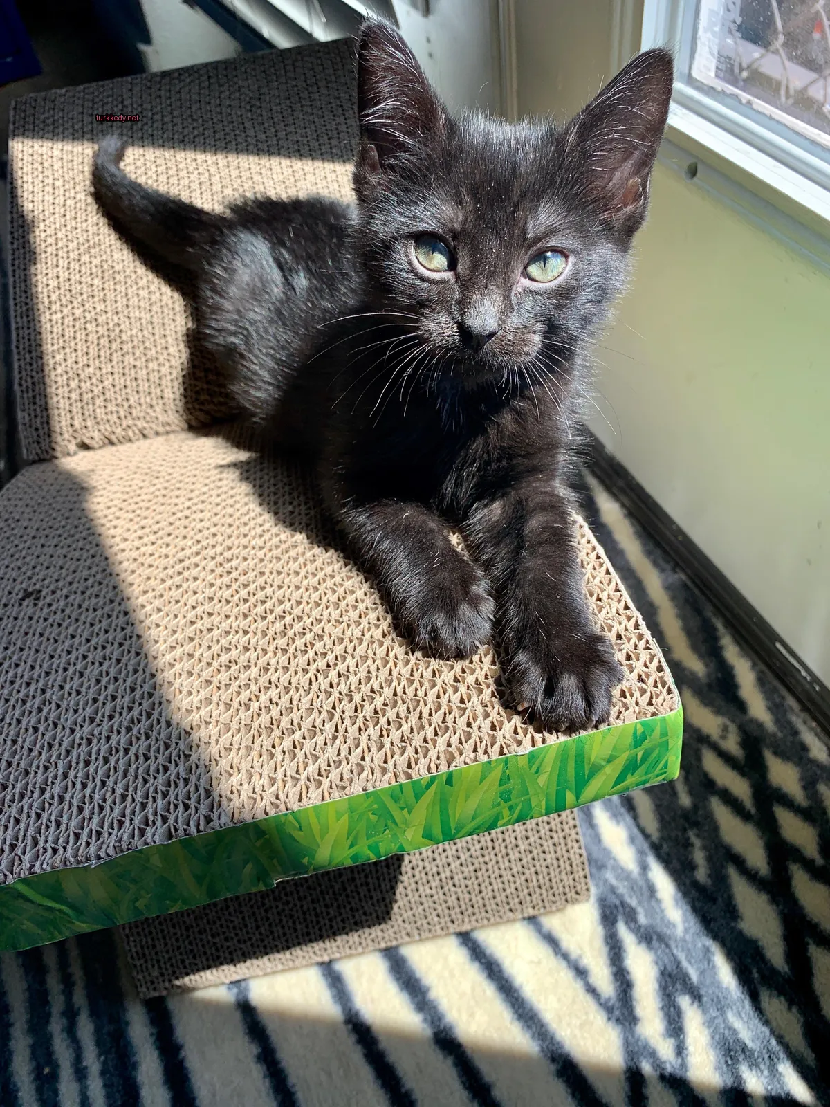 Siyah bir kedi yeşil gözleriyle bir koltukta oturuyor.