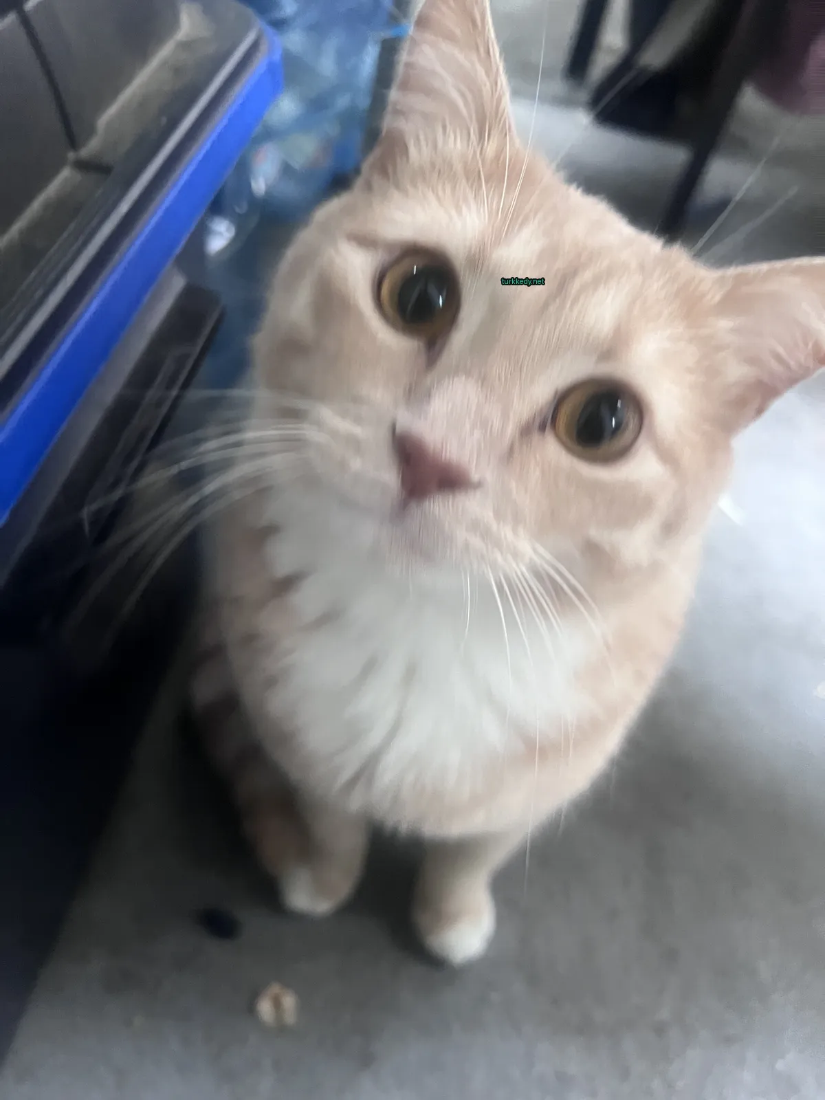 Beyaz ve kahverengi bir kedi zemine oturuyor.