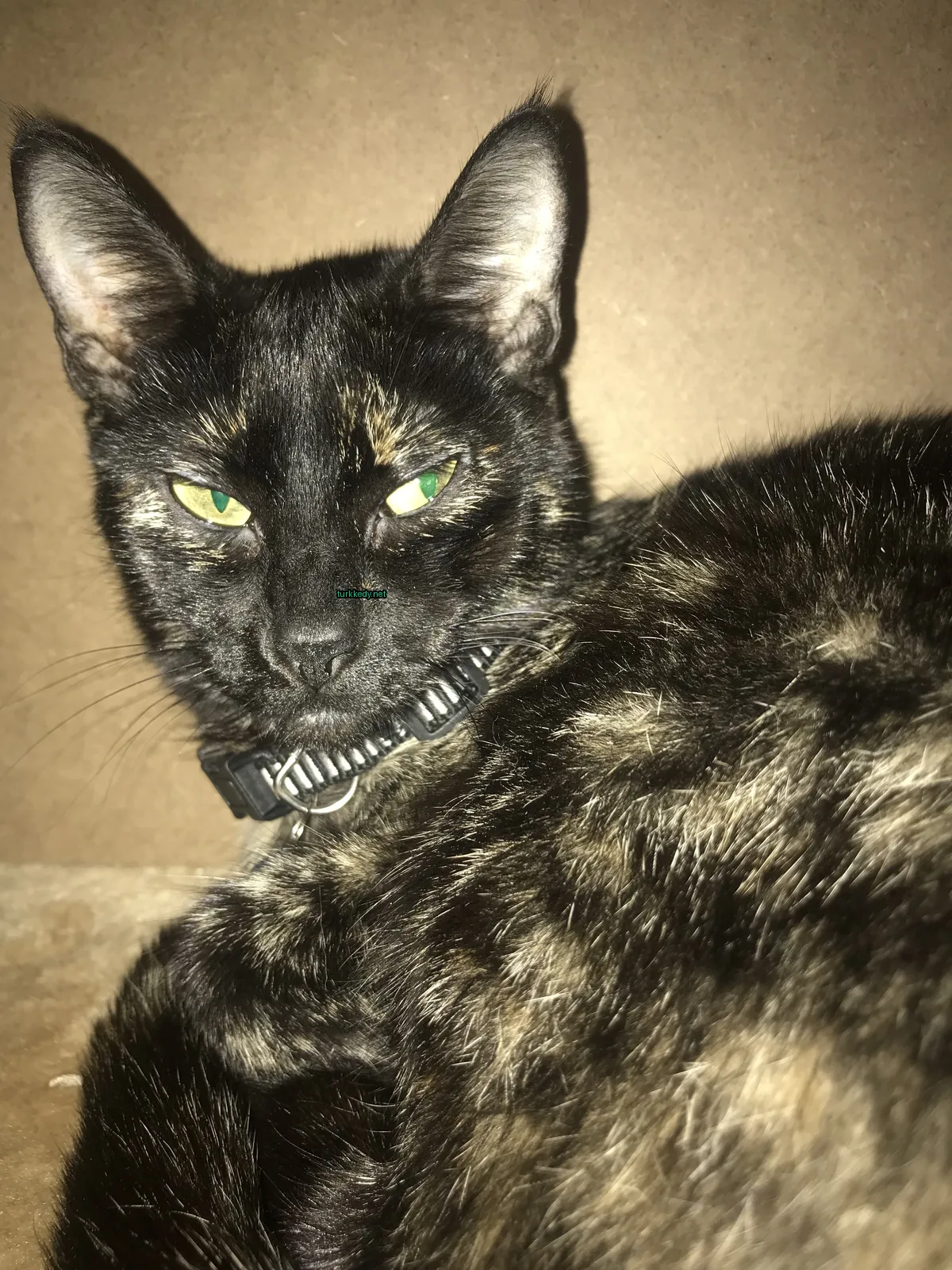 Siyah ve kahverengi bir kedi, yeşil gözleri olan, bir karton kutuya uzanmış.