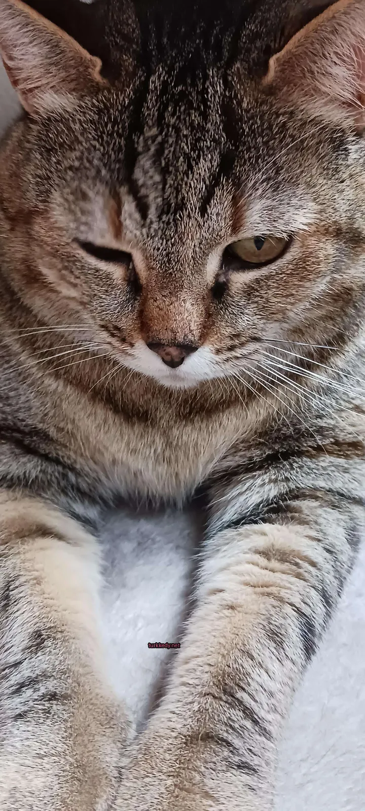 Koyu ve beyaz bir kedi beyaz bir yüzeyde oturuyor.