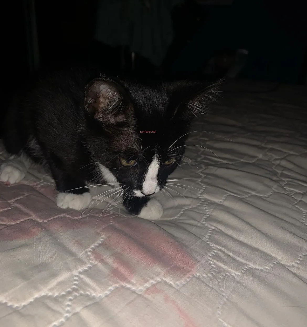 Siyah beyaz bir kedi, başındaki kırmızı noktanın üzerinde yatan bir yatakta oturuyor.