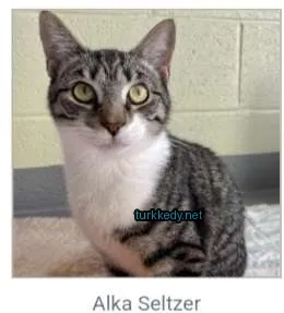 Gri ve beyaz bir kedi beyaz bir yüzeyde oturuyor.