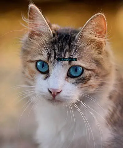 Mavi gözleri ve beyaz-beyaz bir deri desenine sahip bir kedi kameralara bakıyor.