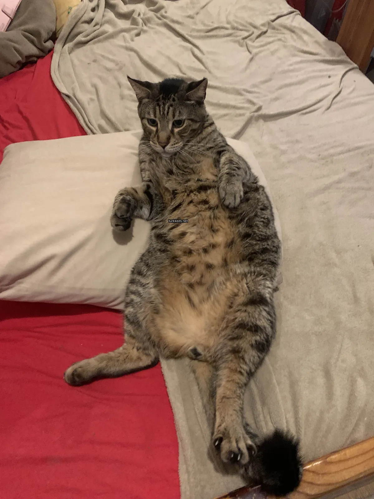 Kırmızı ve siyah desenli bir kedi yatakta yatıyor.