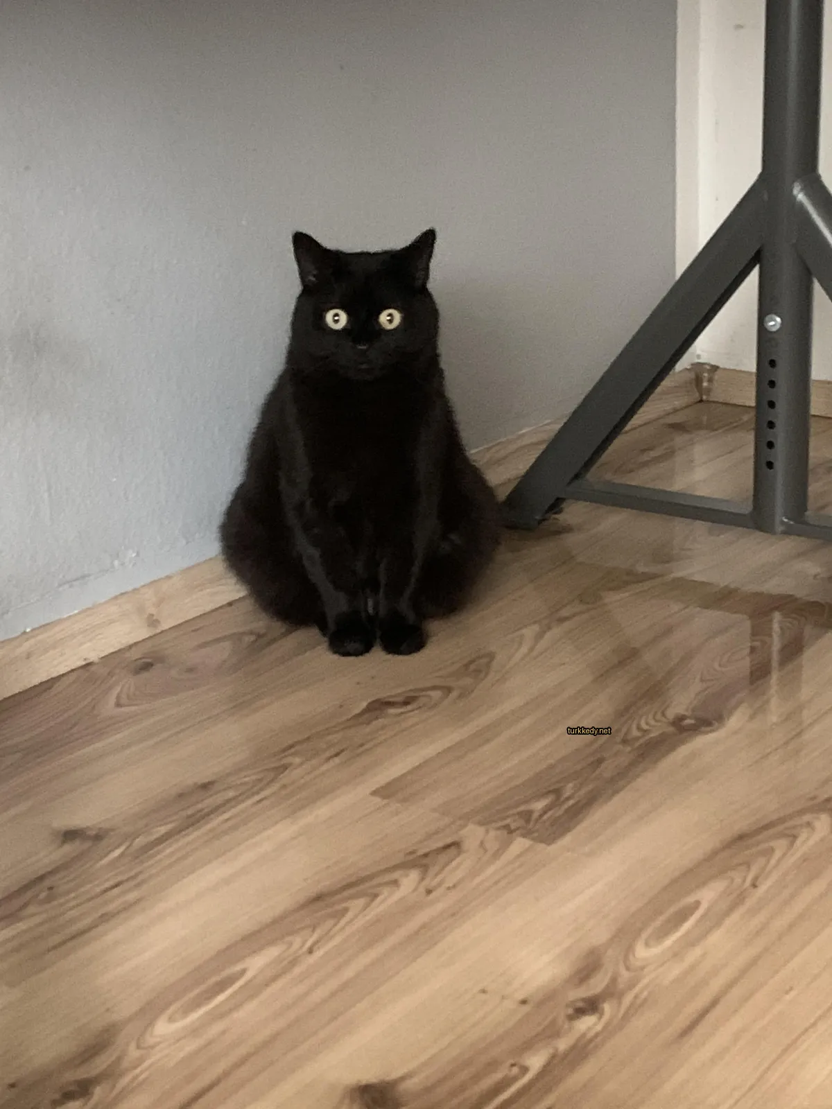 Kara bir kedi ahşap zeminde oturuyor.