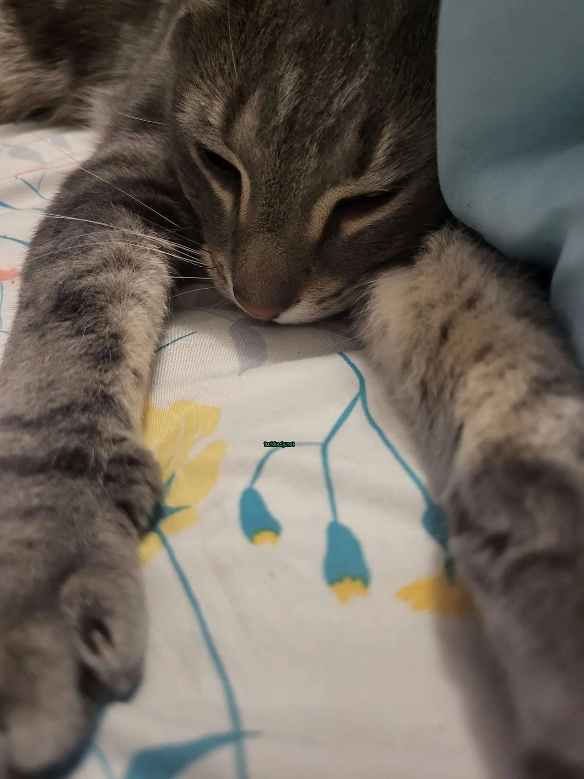 Gri ve beyaz bir kedi mavi bir örtü üzerinde yatar.