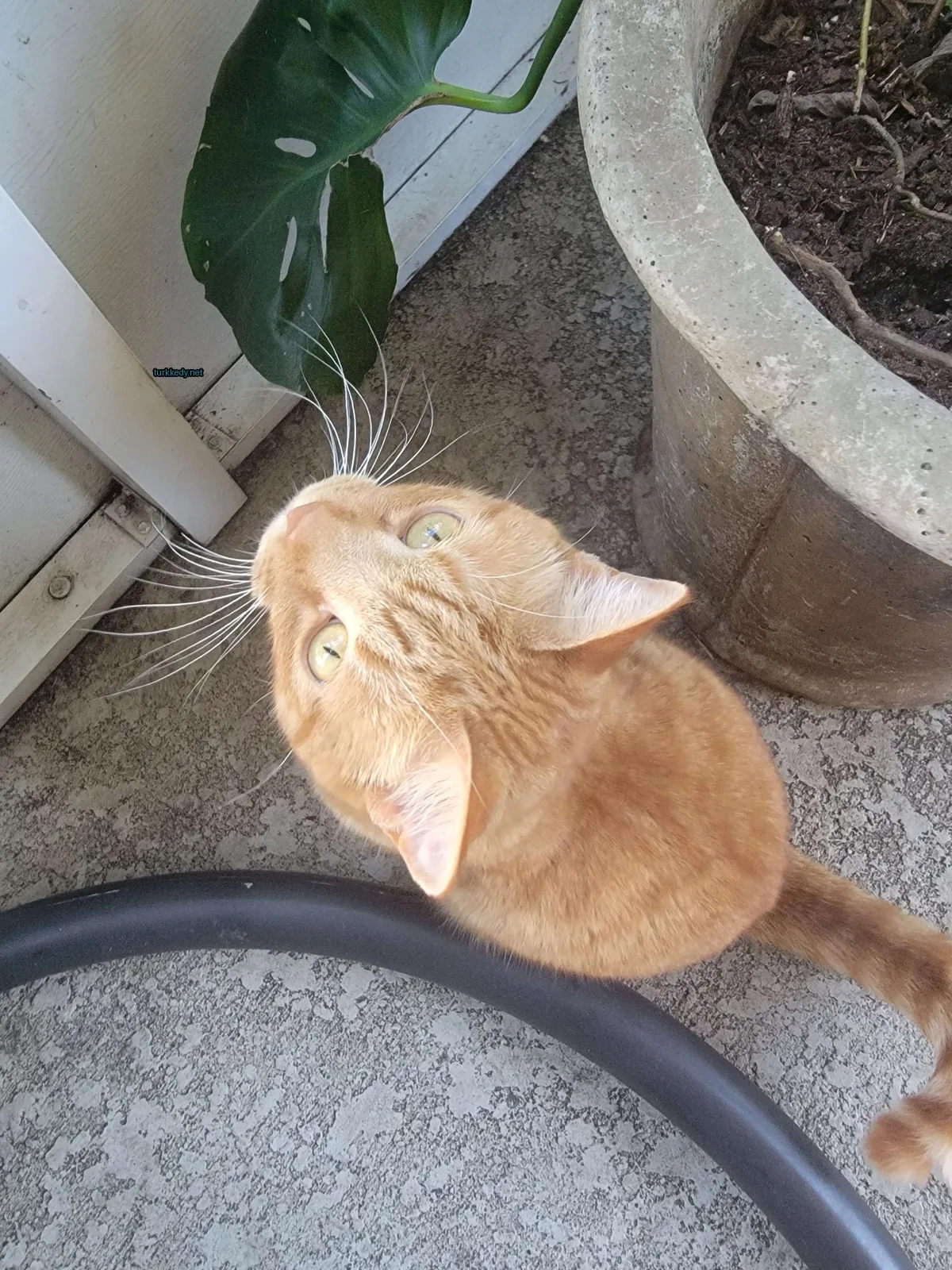 Kırmızı ve beyaz bir kedi, uzun tüylü ve dik kulakları ile kameraya bakıyor.
