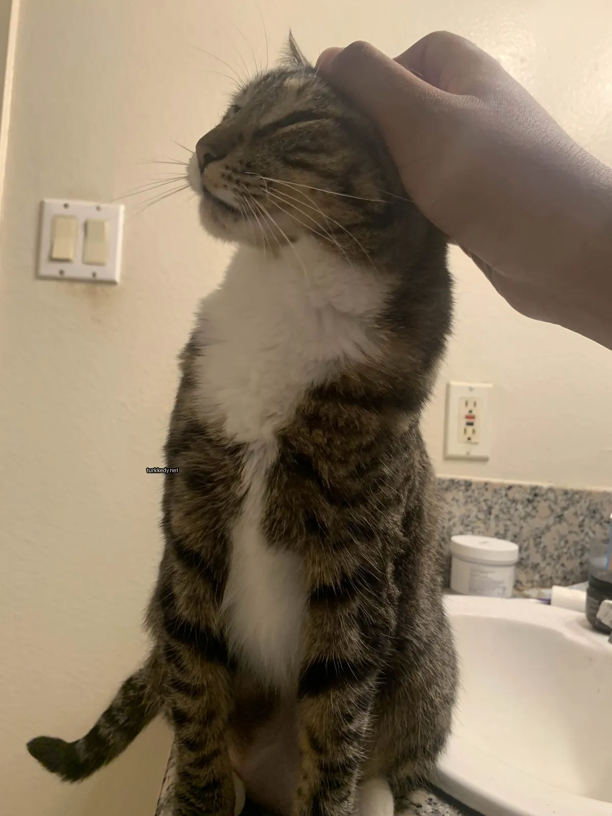 Beyaz göğsü ve kahverengi şeritli bir kedi banyo tezgahında oturuyor.