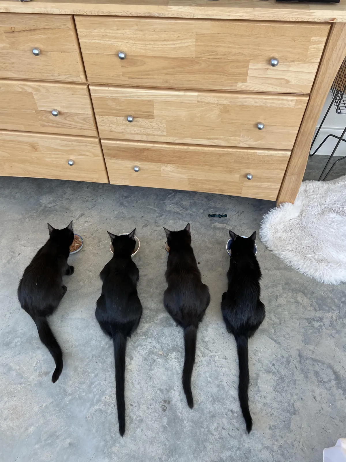 Kara bir kedi bir tabaktan yiyecek yer.