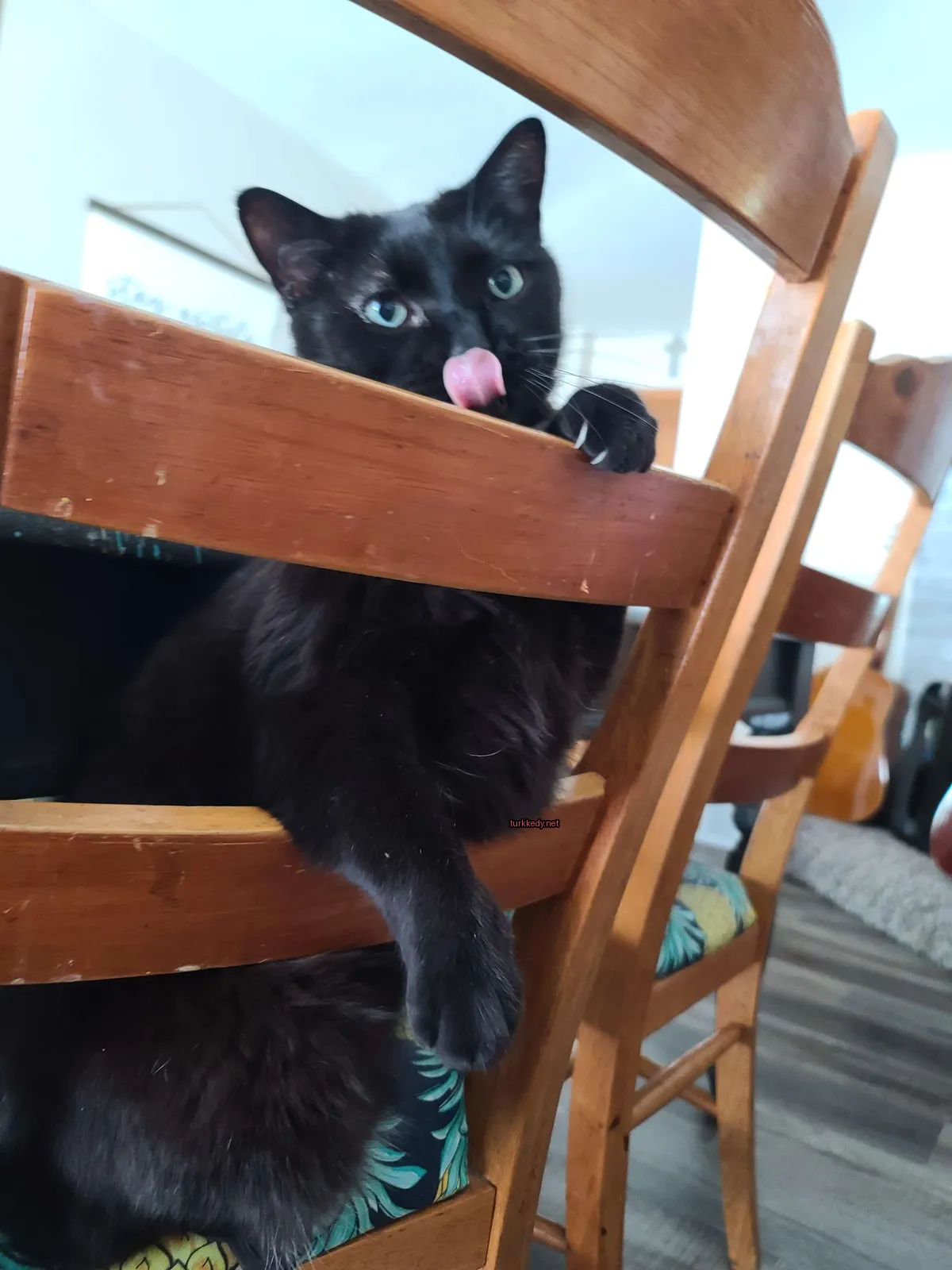 Siyah bir kedi, beyaz göğüsleriyle ahşap bir sandalyede oturuyor.