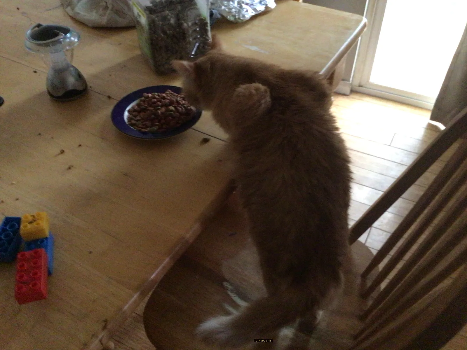 Kara ve beyaz bir kedi mavi bir tabakta yiyecek yer.