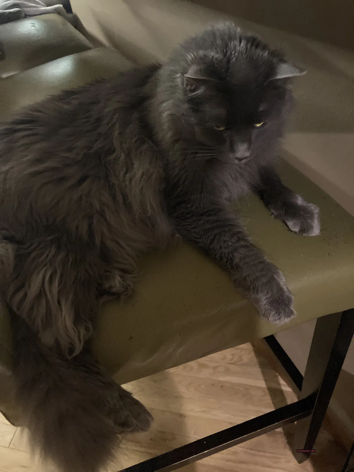 Gri bir kedi, yeşil bir kumaş üzerinde yatıyor ve şeritli bir desenle kaplı.