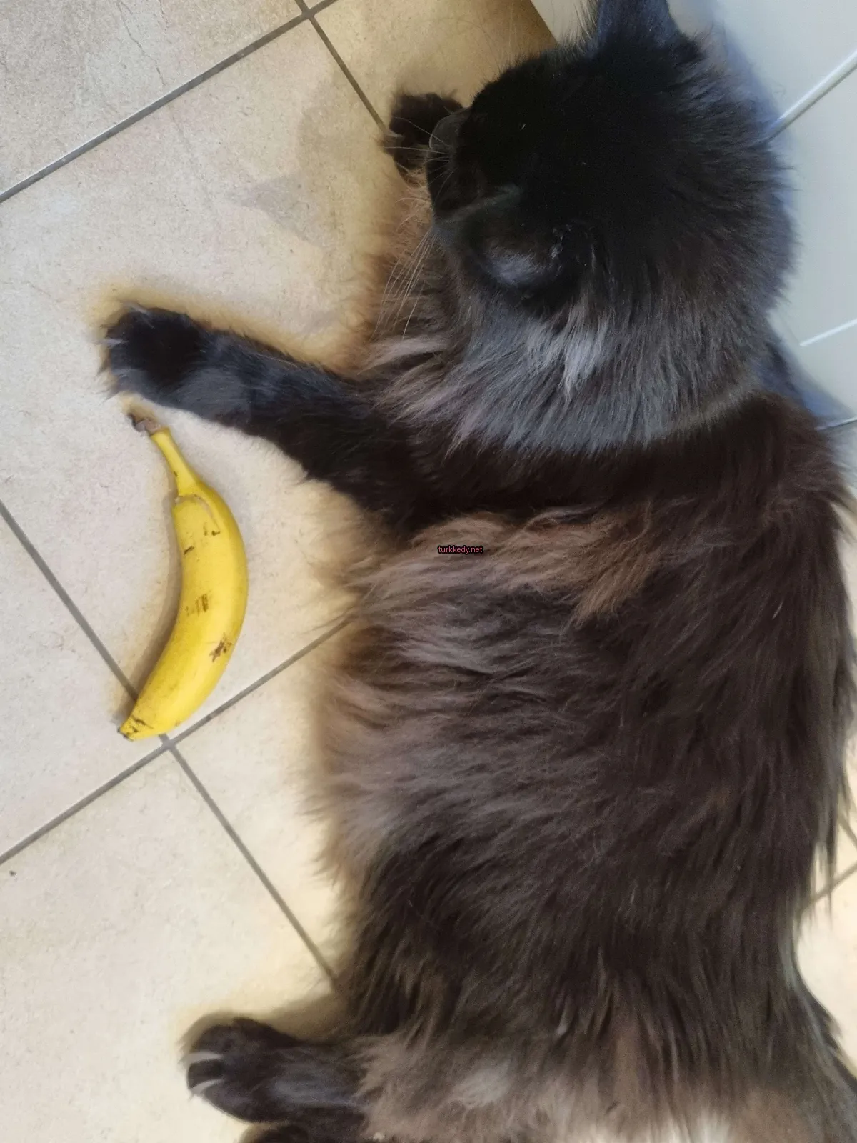 Siyah bir kedi bir muzun yanındadır.
