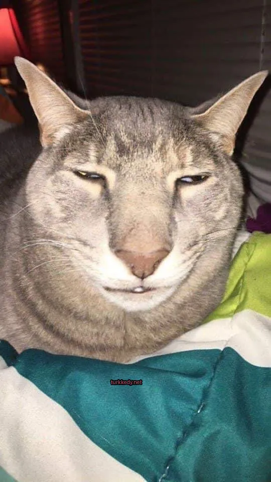 Gri ve beyaz bir kedi, büyük burunlu ve şeritli bir battaniyeye sarılı.