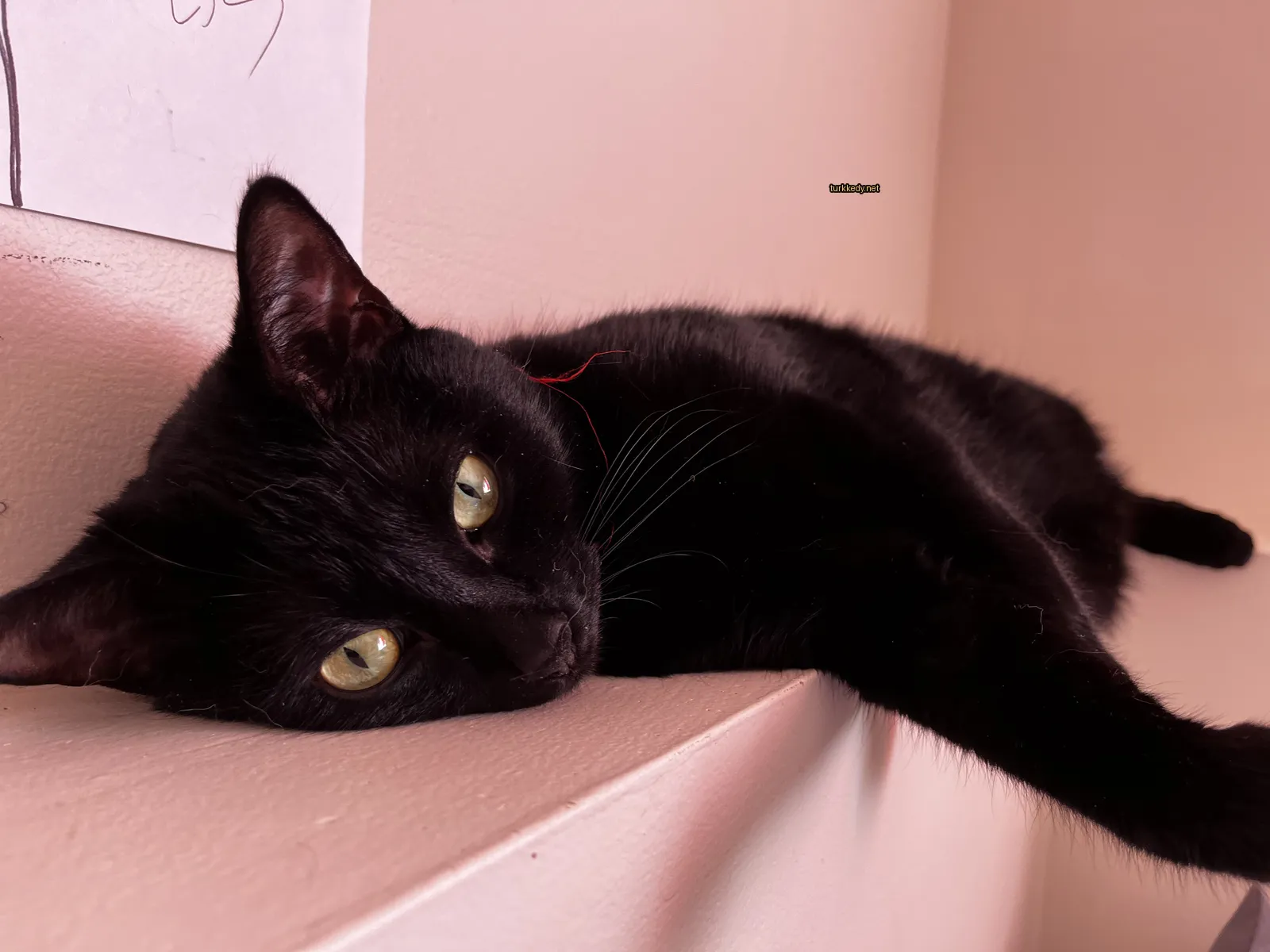 Siyah bir kedi beyaz duvarın üzerinde sarı gözlerle yatıyor.