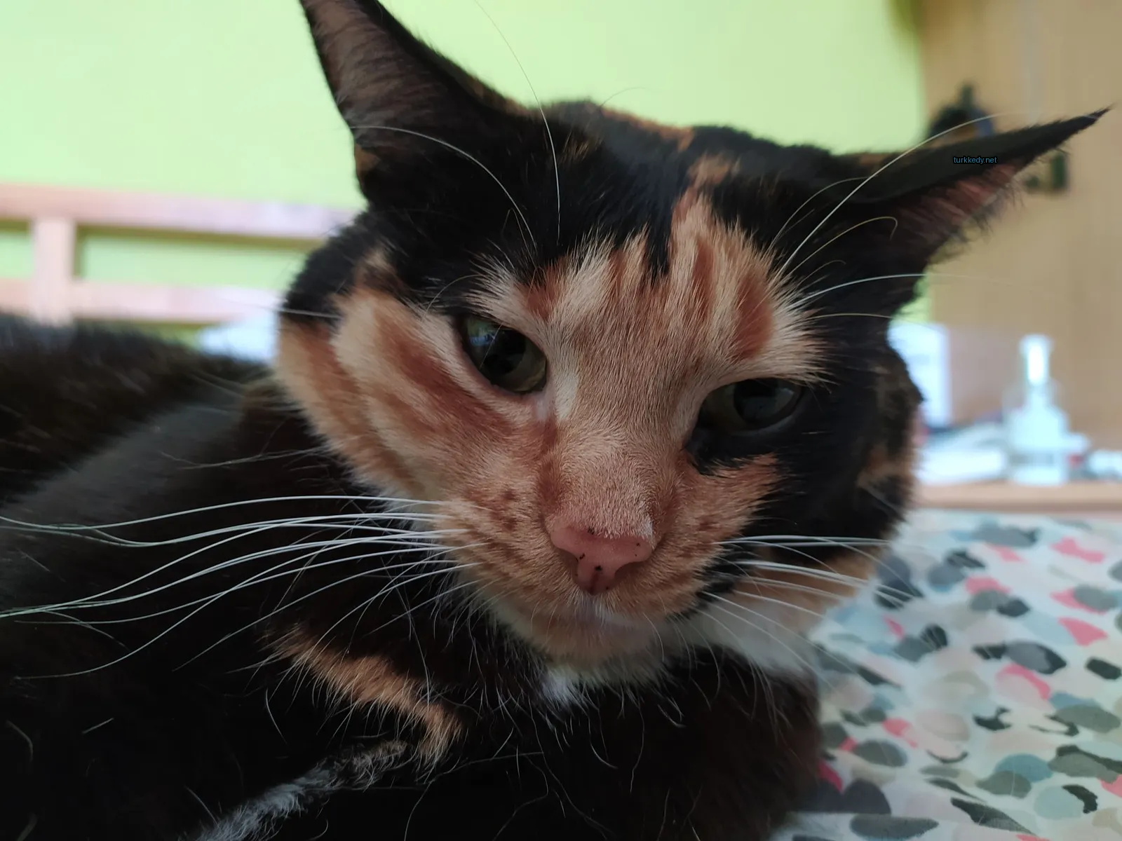 Siyah ve kahverengi bir kedi, beyaz bir kaşlı, bir yatakta yatıyor.