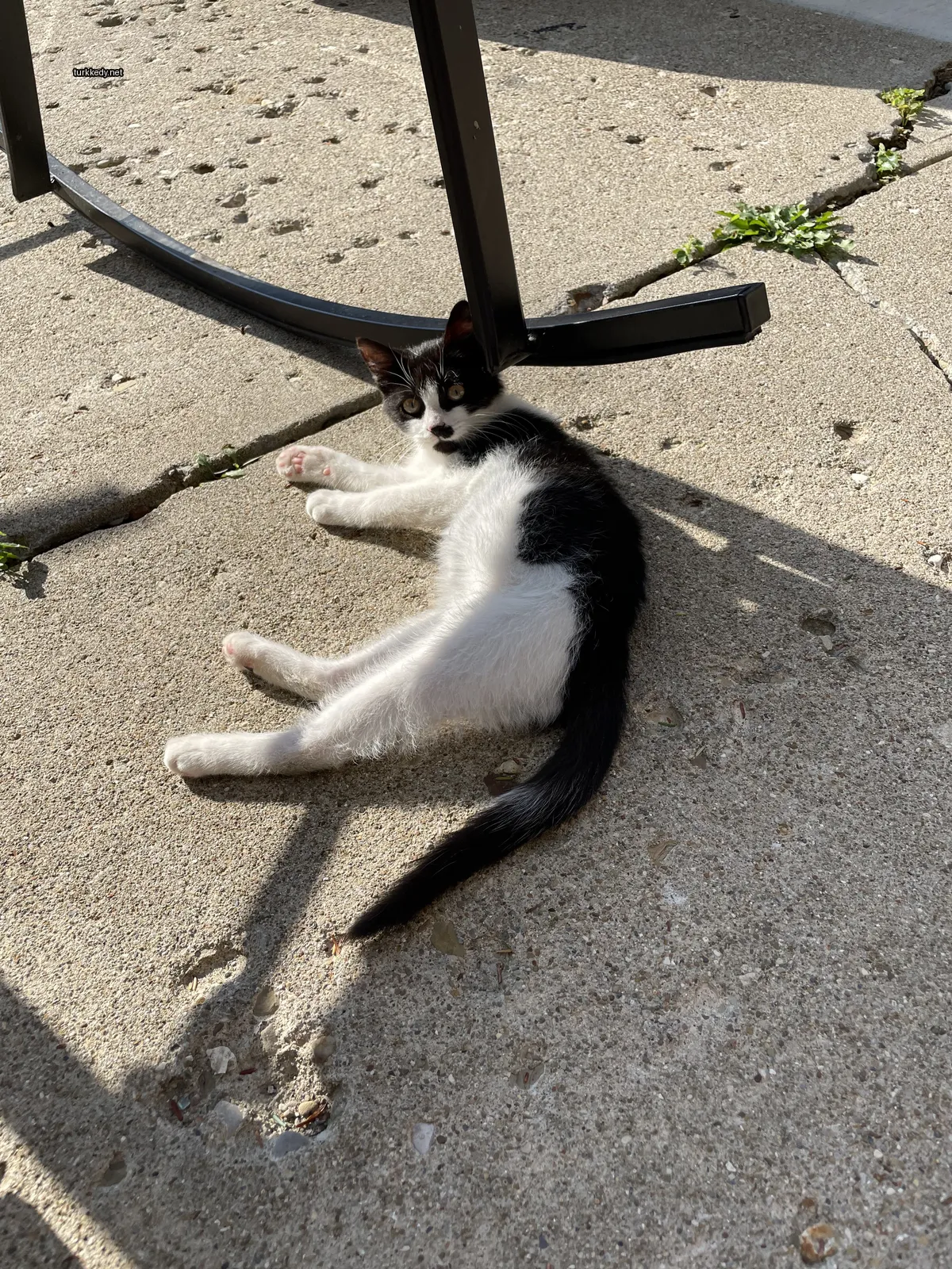 Siyah ve beyaz bir kedi bir sidewalk üzerinde yatıyor.