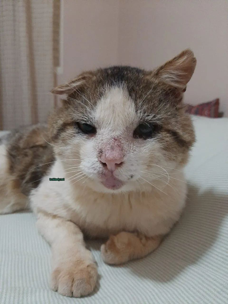 Kara ve beyaz bir kedi yatağın üzerinde yatıyor, burunü pembe, kulaklarında yeşil bir etiket var.