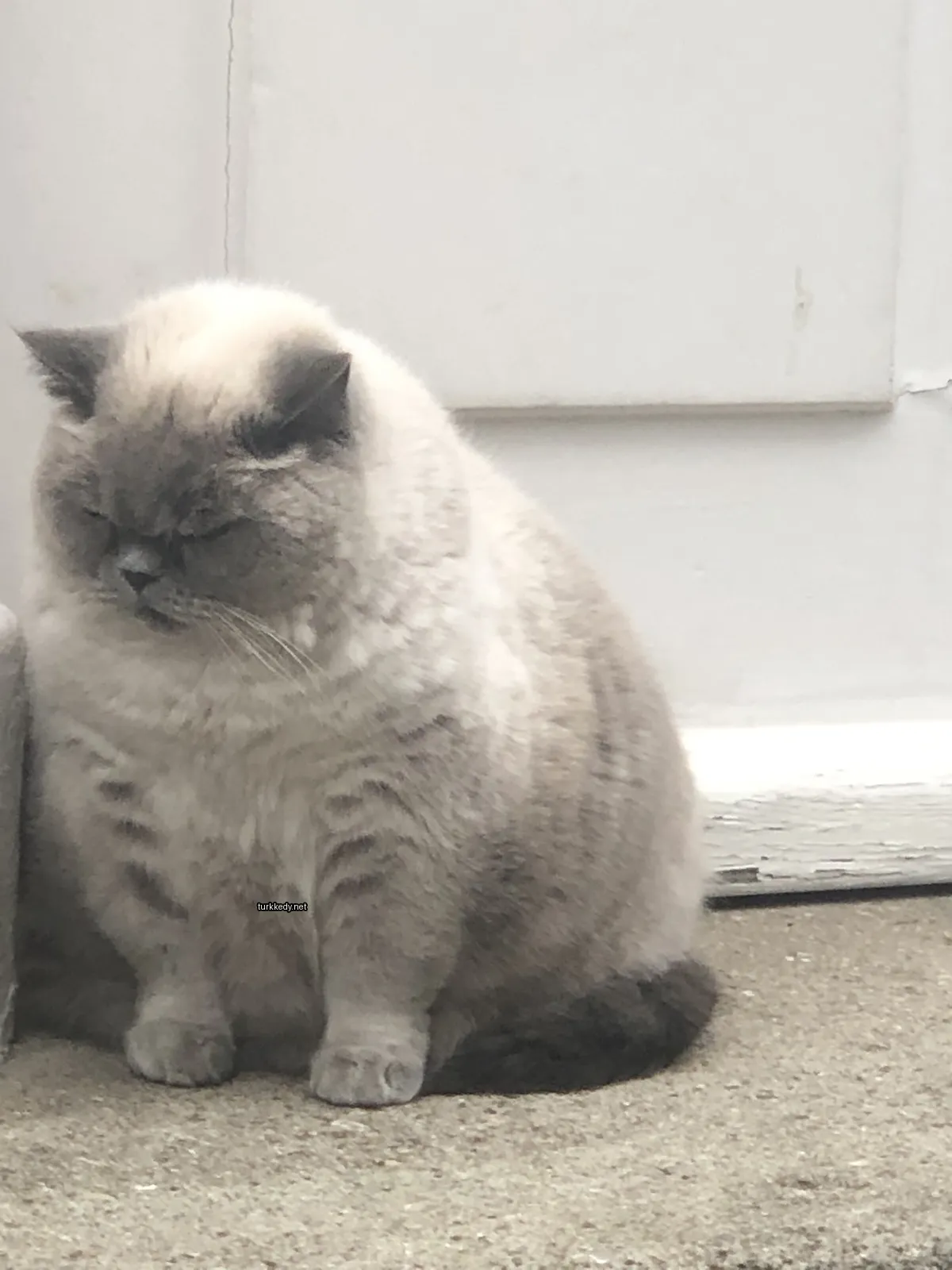 Beyaz ve gri bir kedi zemine oturuyor.