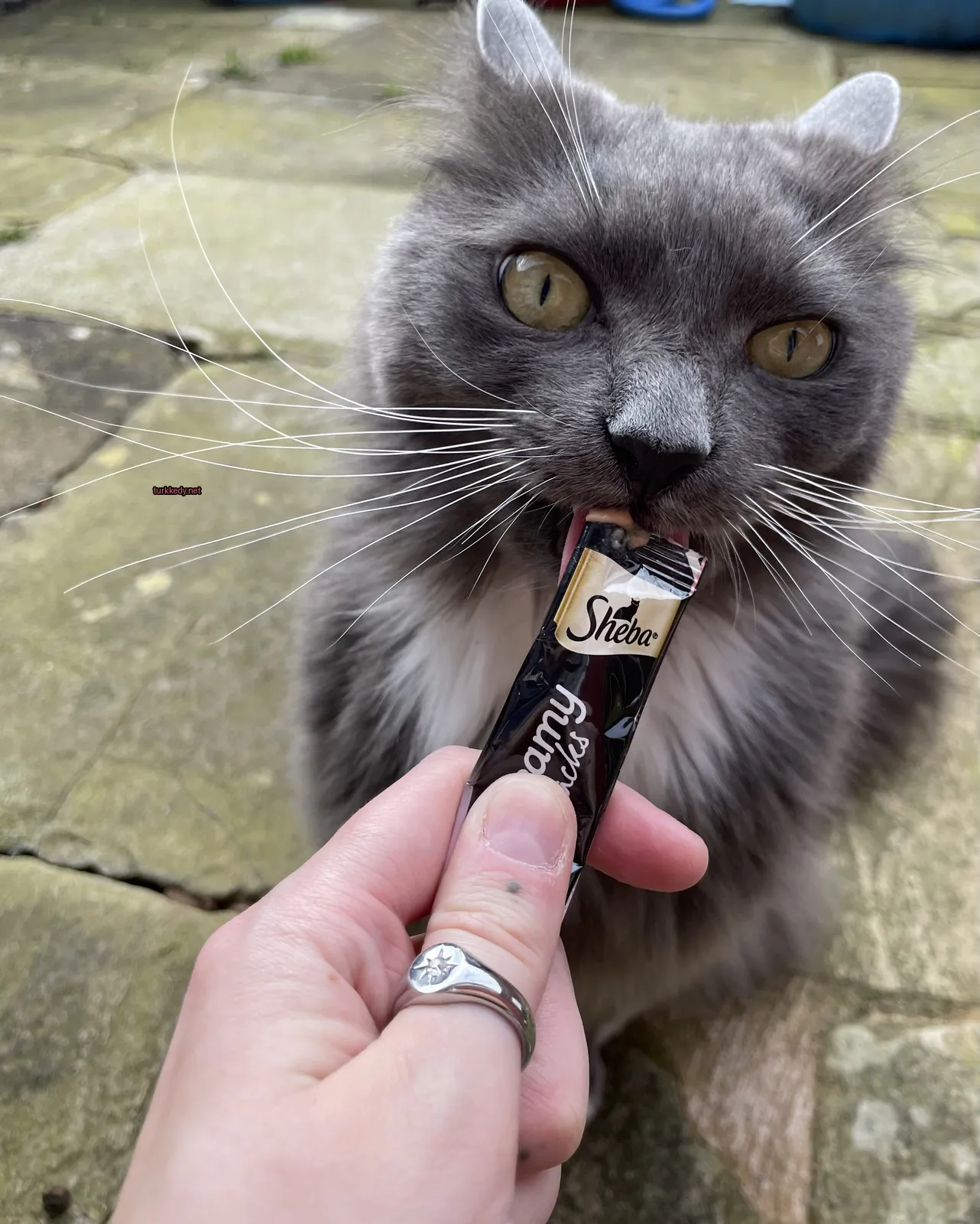 Gri bir kedi, beyaz göğüs ve tüylere sahip, Snickers çikolatasını yiyor.