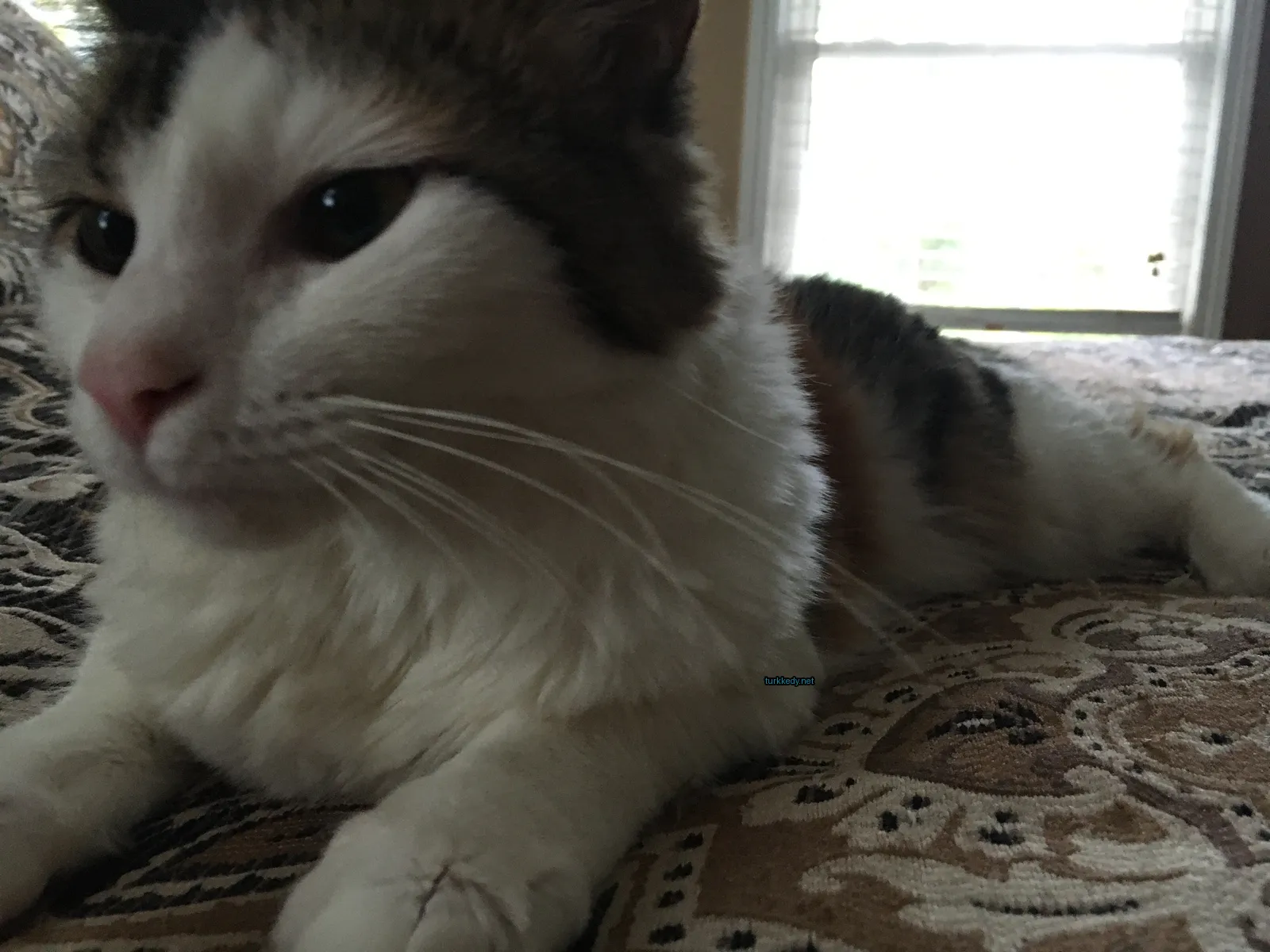Beyaz ve kahverengi bir kedi yatakta yatıyor.
