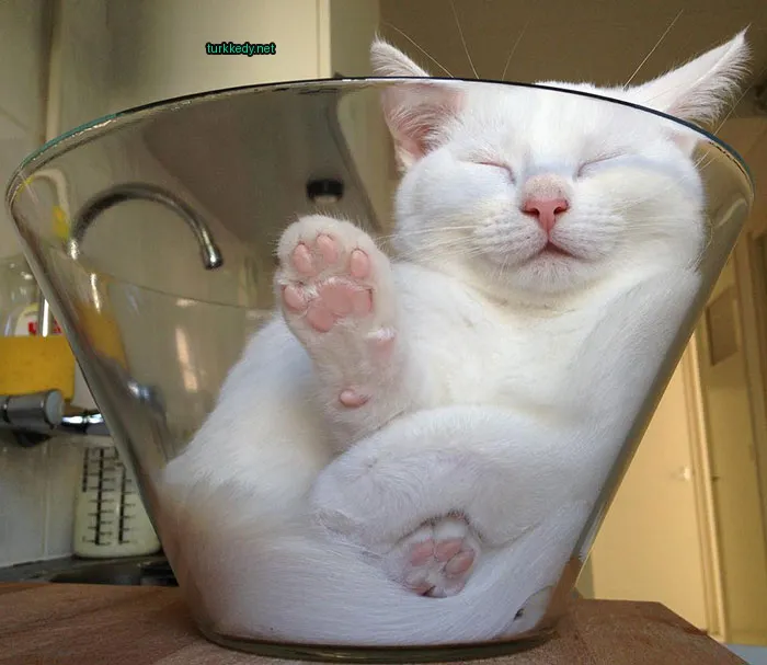 Beyaz bir kedi cam bir kaseye oturuyor.