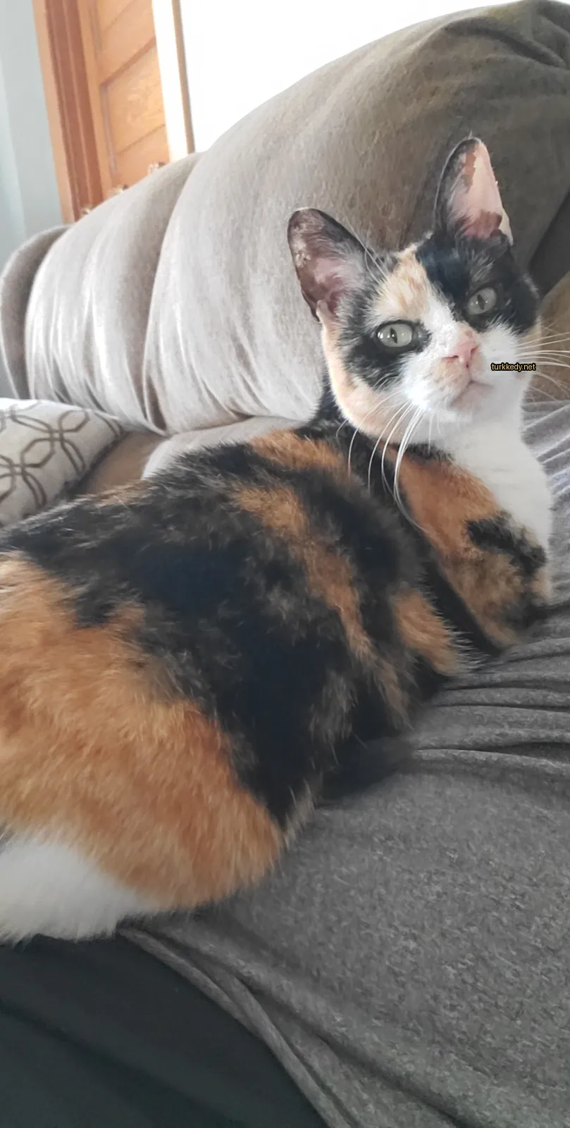Beyaz bir çeneli, kahverengi lekeli bir kedi bir sofa üzerinde oturuyor.