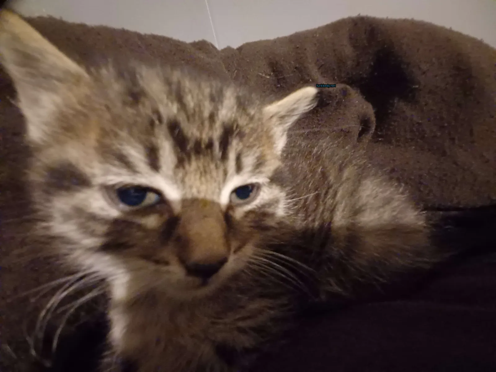 Kırmızı ve beyaz desenli bir kedi yastık üzerinde yatıyor.