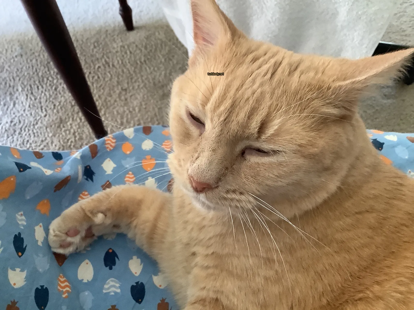 Koyu kahverengi bir kedi, siyah burun ve gözleri ile bir minderin üzerinde yatıyor.
