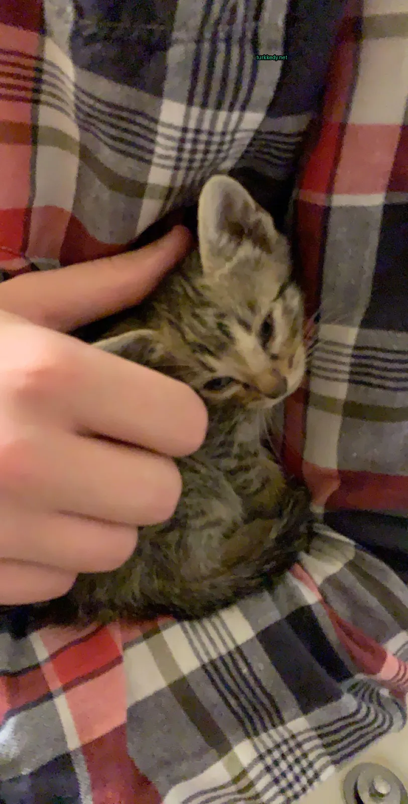 Beyaz ve gri desenli küçük bir kedi bir kişinin göğsünde yatıyor.