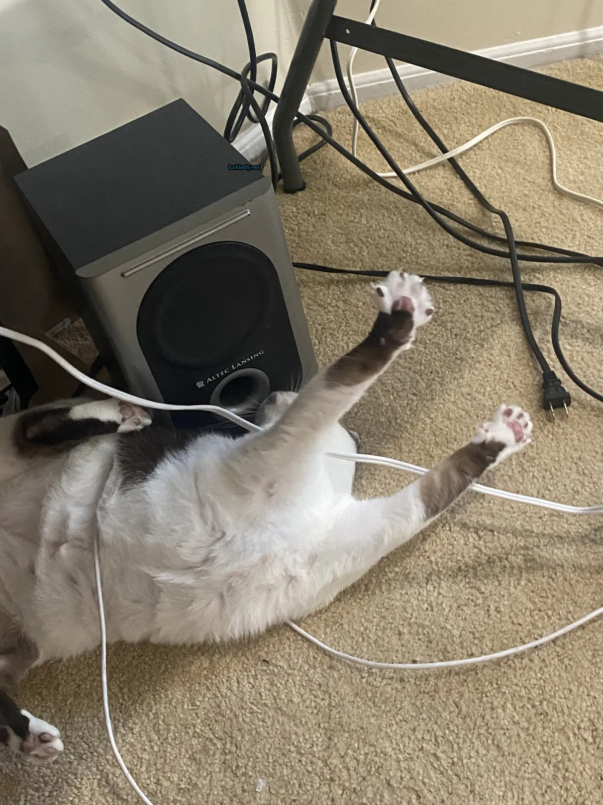 Beyaz ve kahverengi bir kedi bir hoparlörün yanındaki zemine yatıyor.