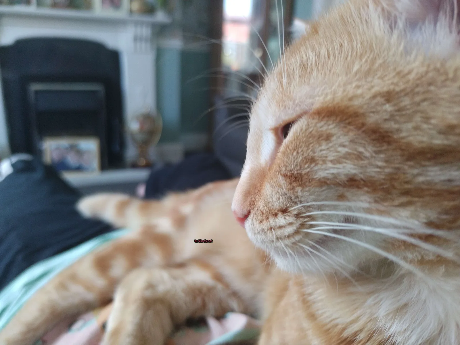 Beyaz ve turuncu bir kedi yatakta oturuyor.