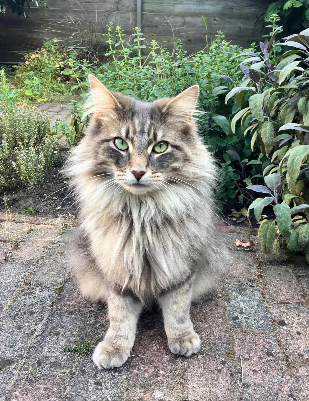 Gri ve beyaz bir kedi bir tuğla terasın üzerinde oturuyor.