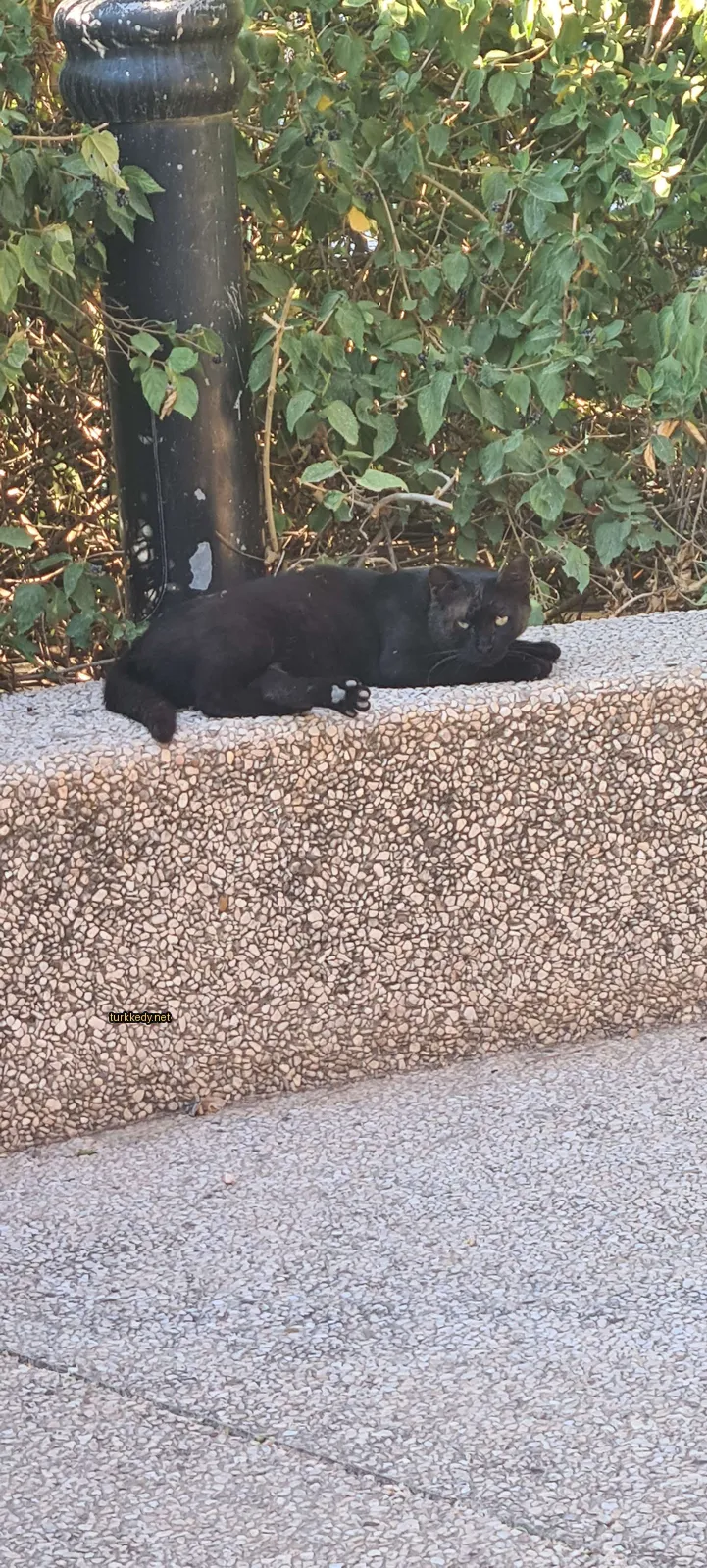 Siyah bir kedi beton bir kaya üzerinde yatıyor.