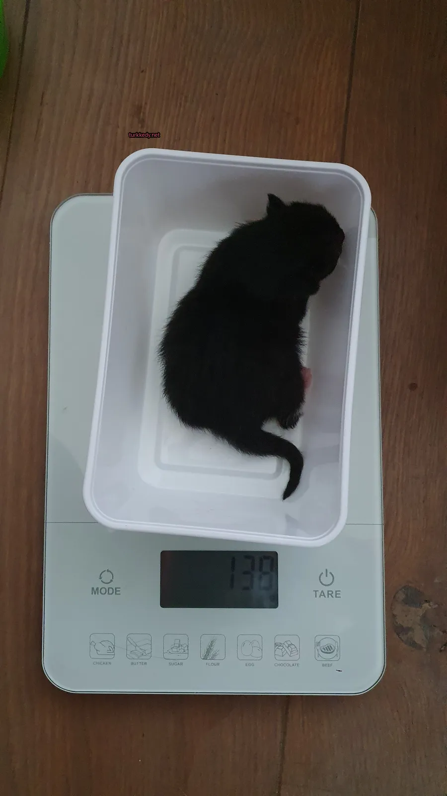 Siyah bir kedi beyaz bir plastik kutuda oturuyor.