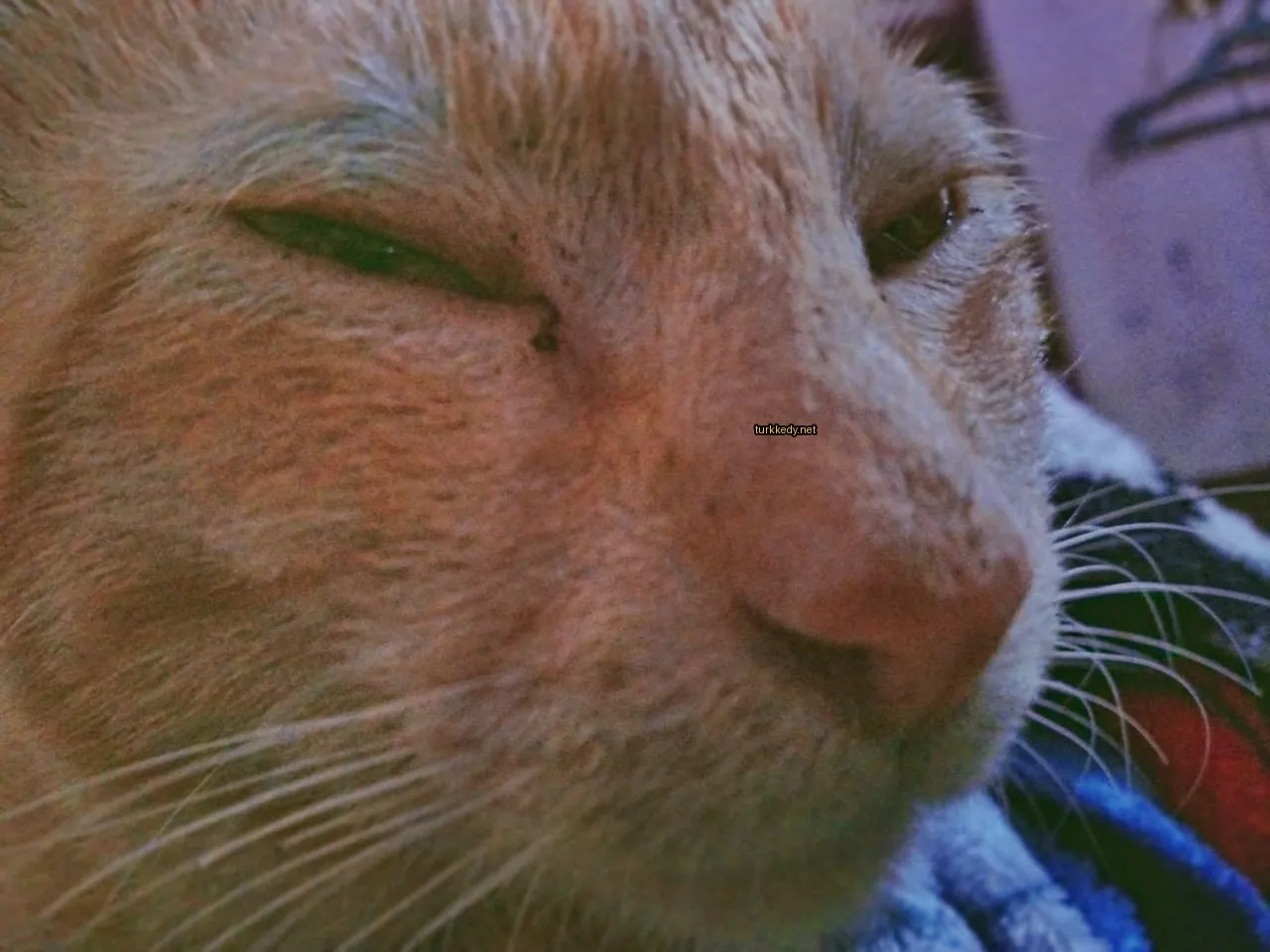 Koyu ve beyaz bir renkli kedi yatıyor.