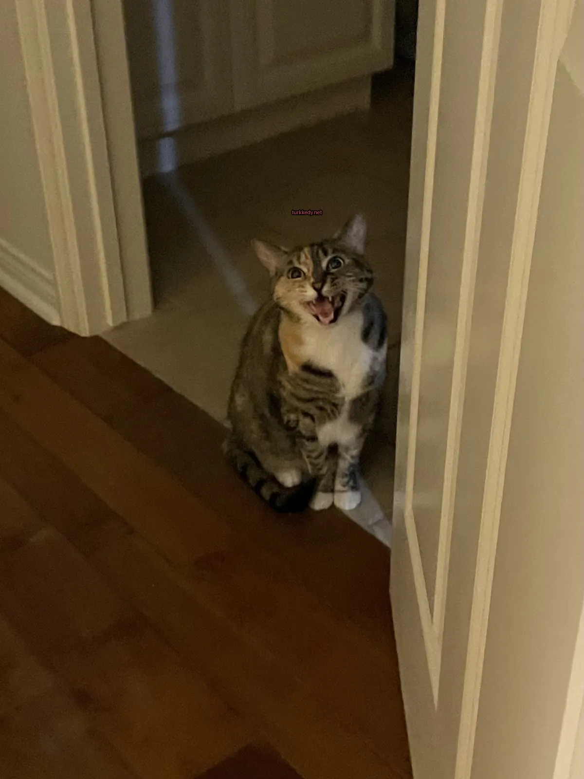 Koyu ve beyaz bir deri desenine sahip bir kedi, ahşap zeminde oturuyor.