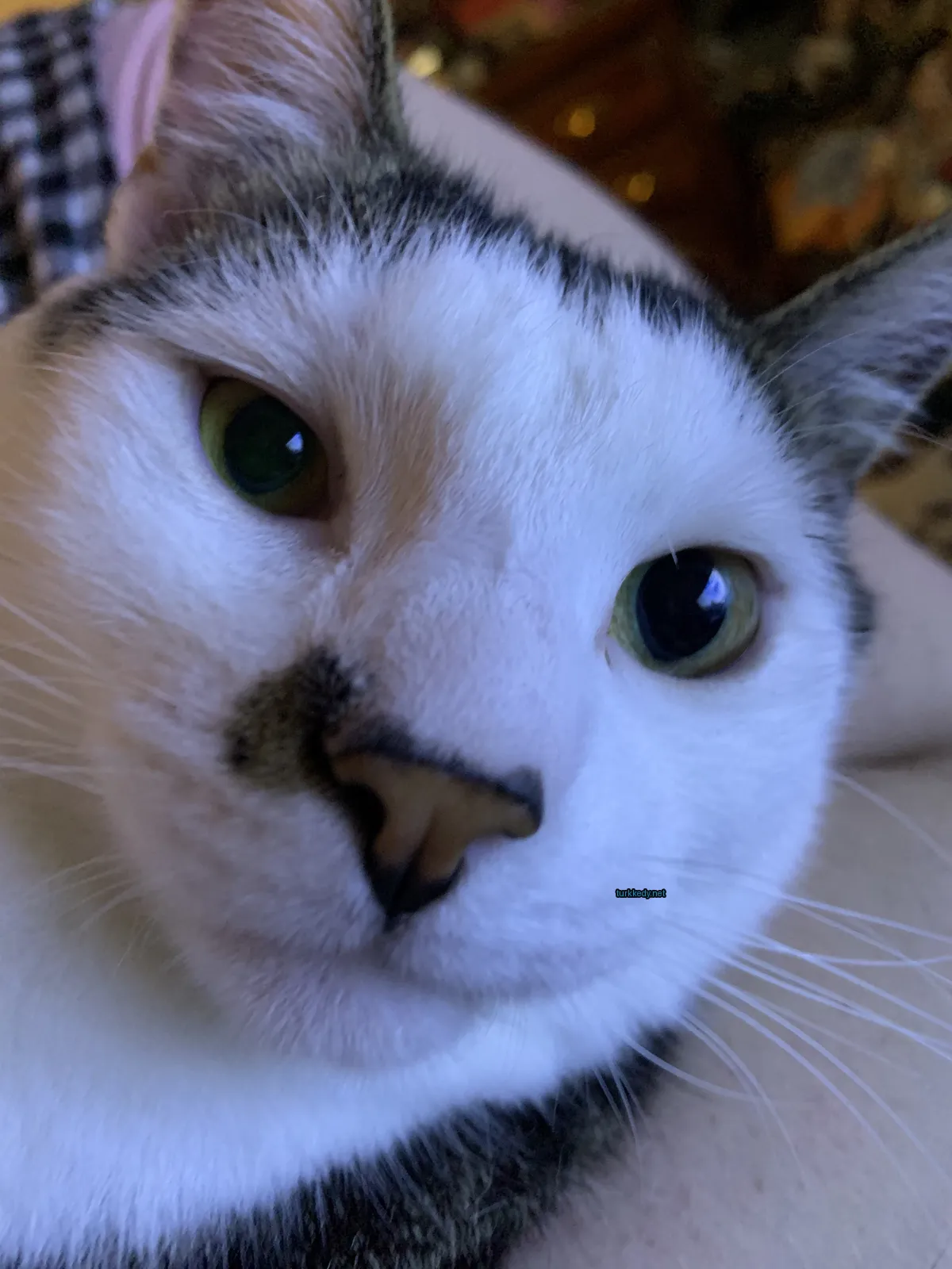 Beyaz ve siyah bir kedi mavi gözlerle bir sofa üzerinde yatıyor.