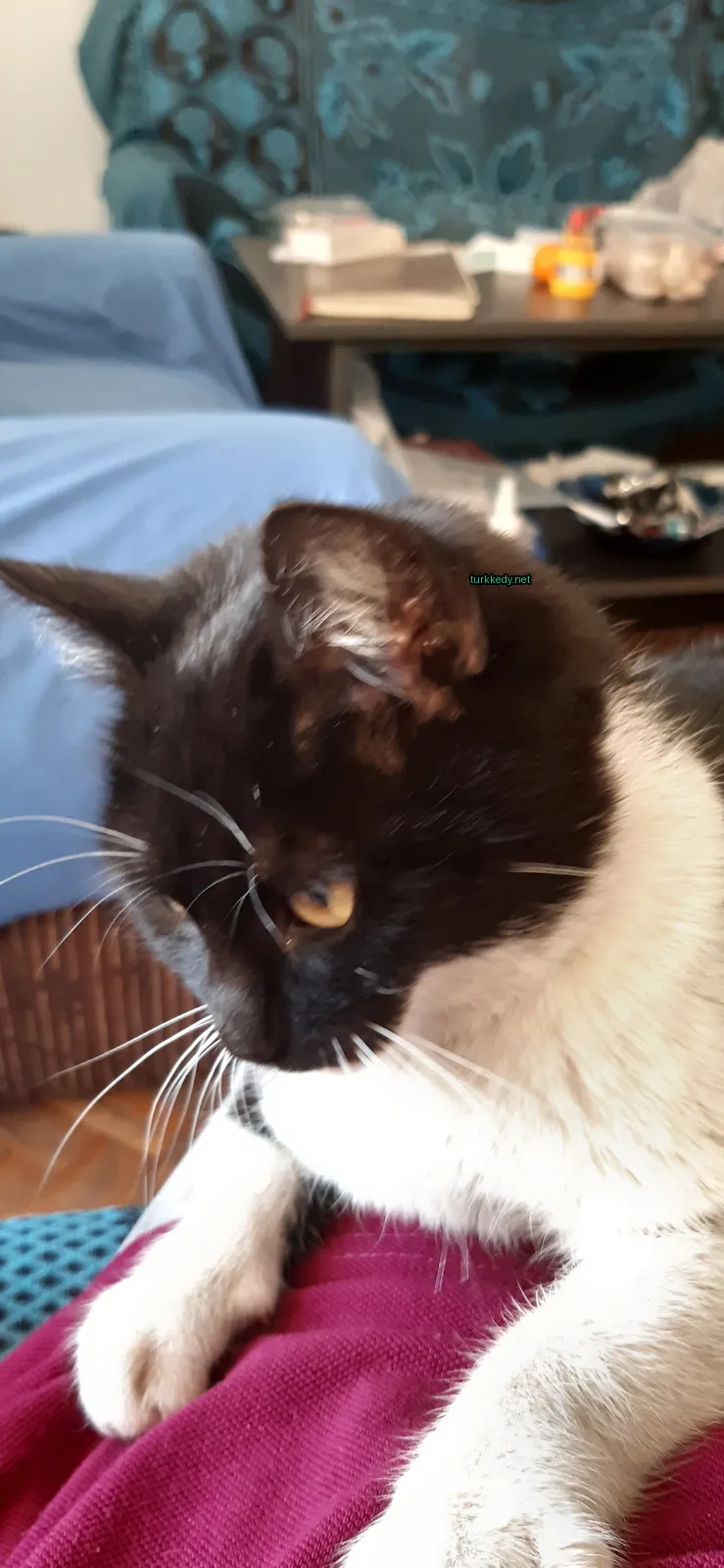 Siyah ve beyaz bir kedi yatakta oturuyor.