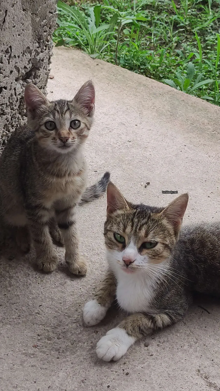 Kara ve beyaz bir kedi yeşil gözlerle bir sidewalk üzerinde yatıyor.