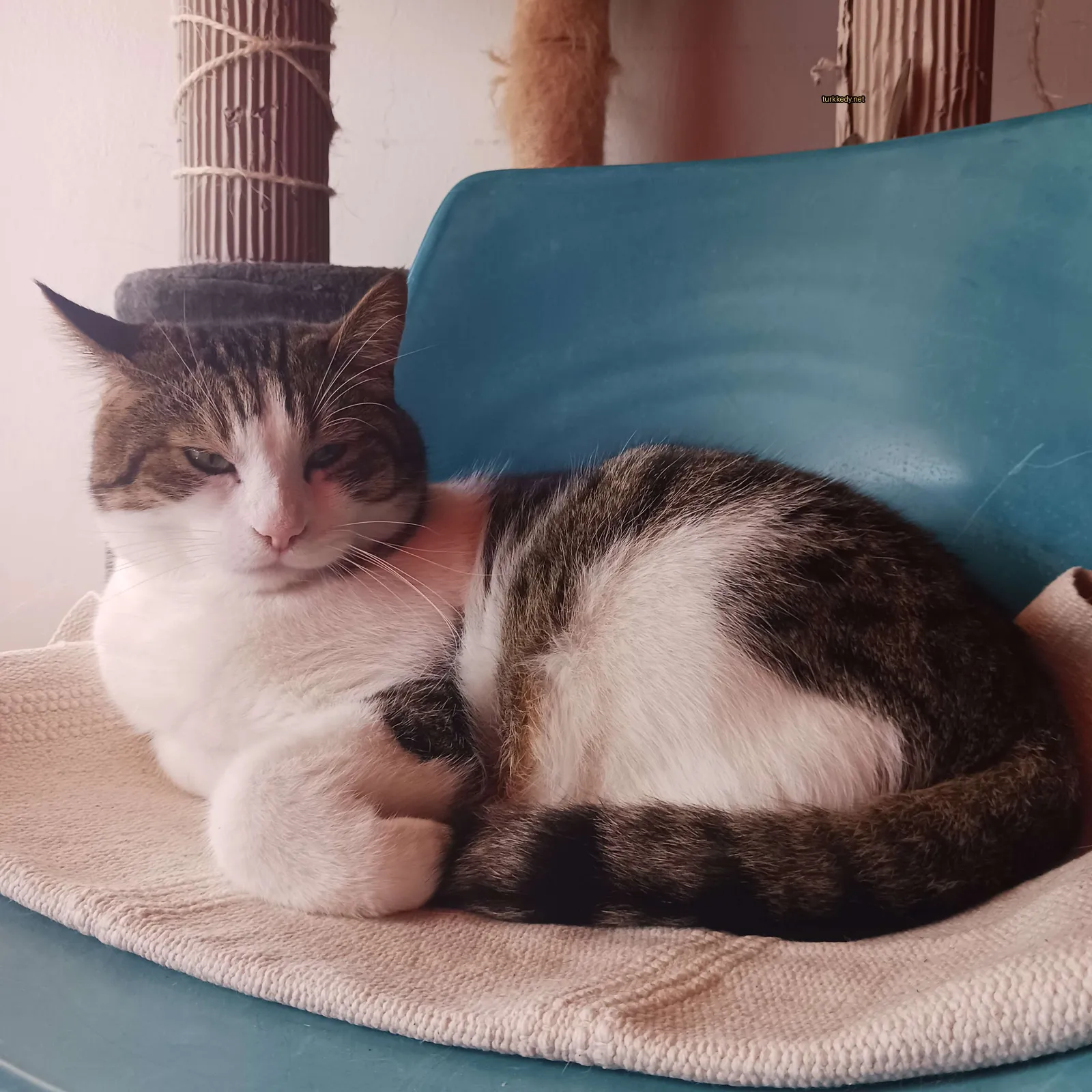 Kahverengi ve beyaz bir kedi bir sandalyede yatıyor.