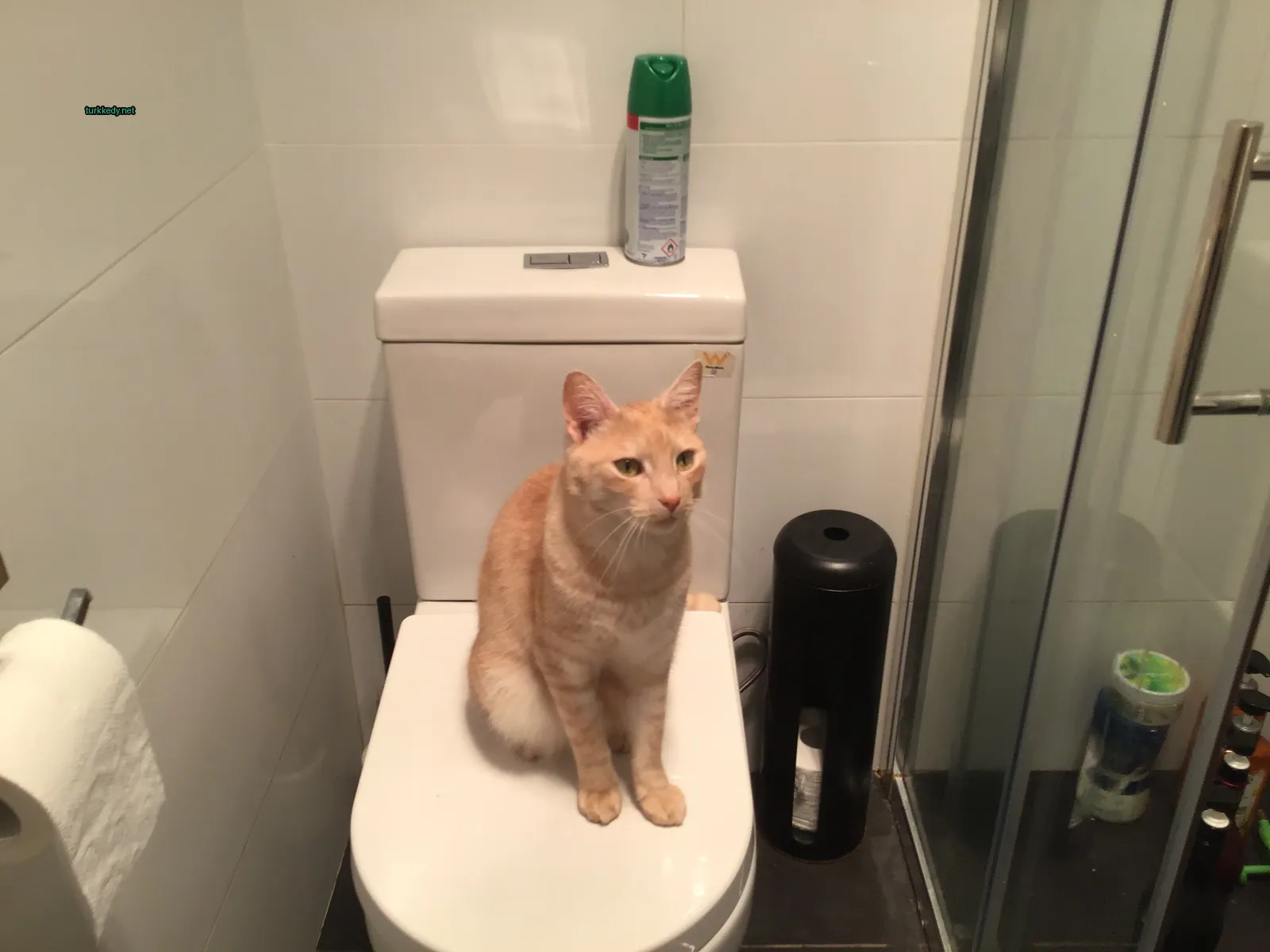 Kahverengi ve beyaz bir kedi tuvalette oturuyor.