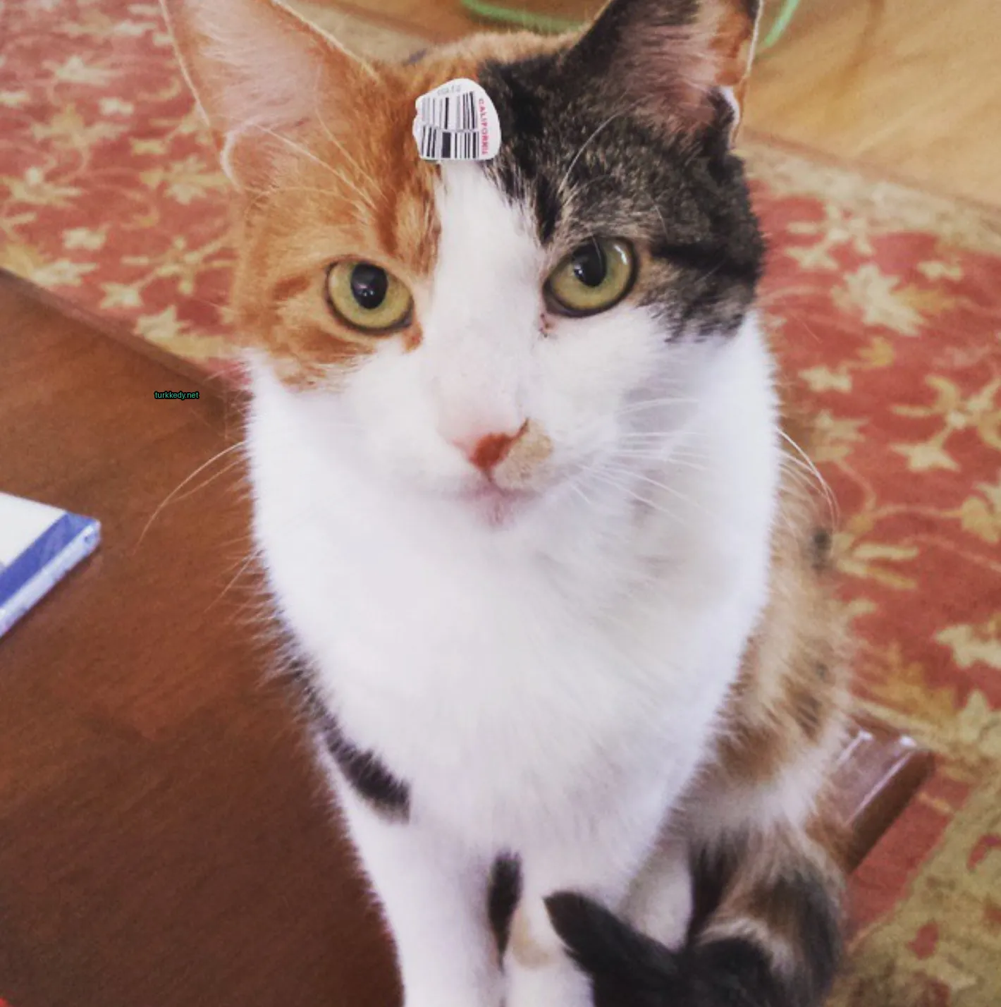 Bir kedi, bir etiketli başıyla ahşap bir masa üzerinde oturuyor.