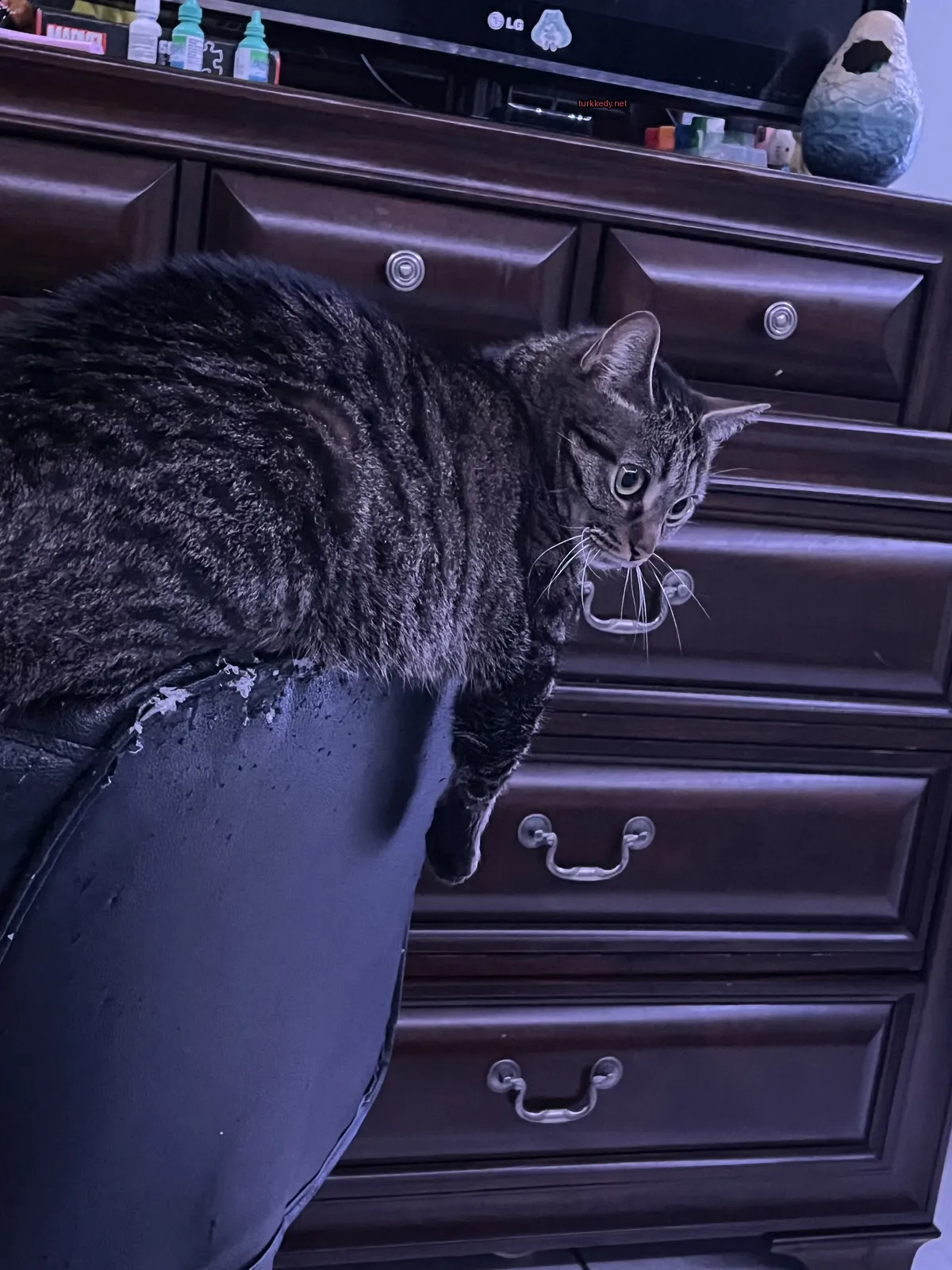 Siyah ve gri bir kedi bir sandalyede oturuyor.