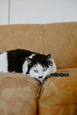 Siyah ve beyaz bir kedi bir sofa üzerinde yatıyor.