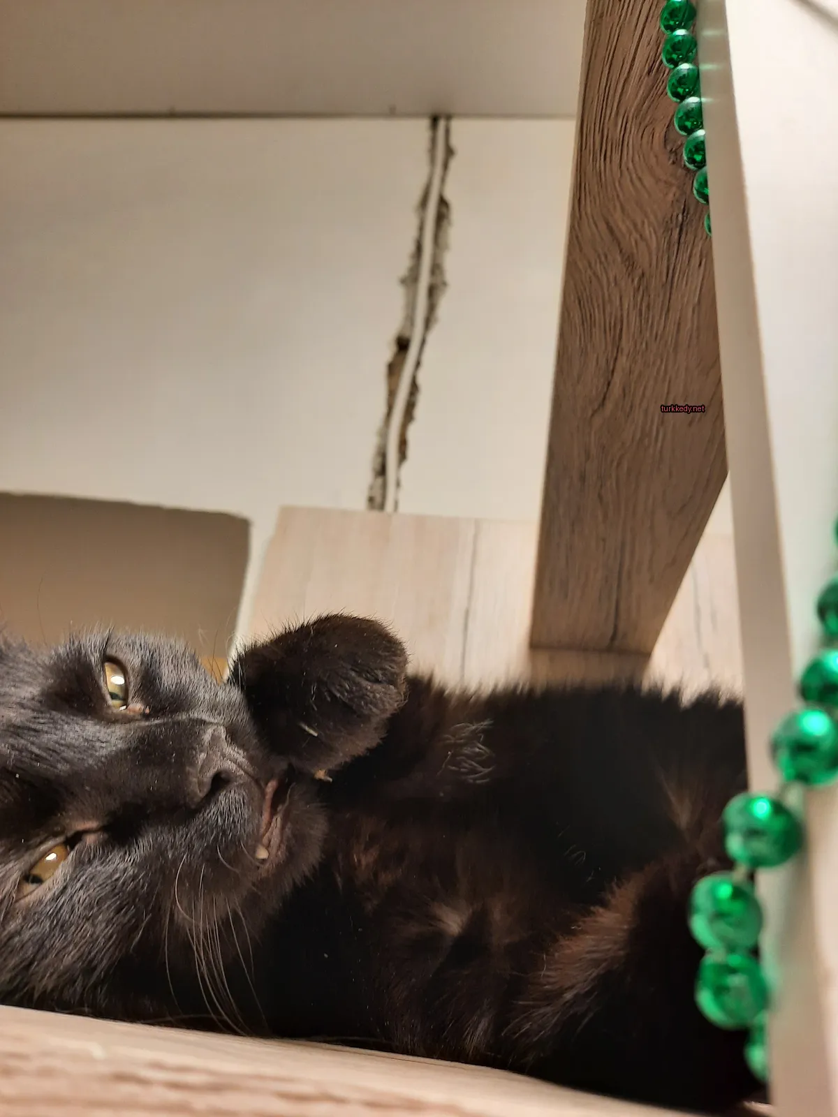Siyah bir kedi, beyaz ayakları ve boynunda yeşil bir küpe ile.