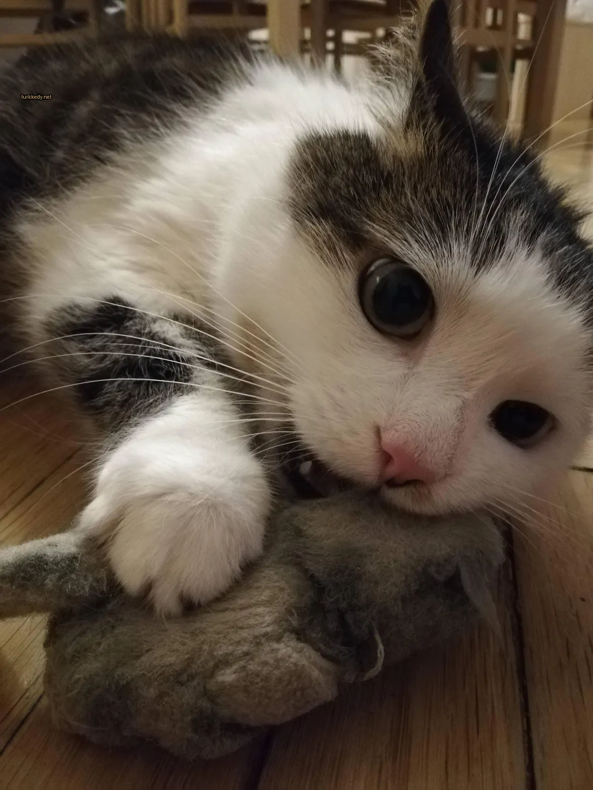 Beyaz ve siyah bir kedi, bir oyuncakla ağzında ahşap zeminde yatıyor.