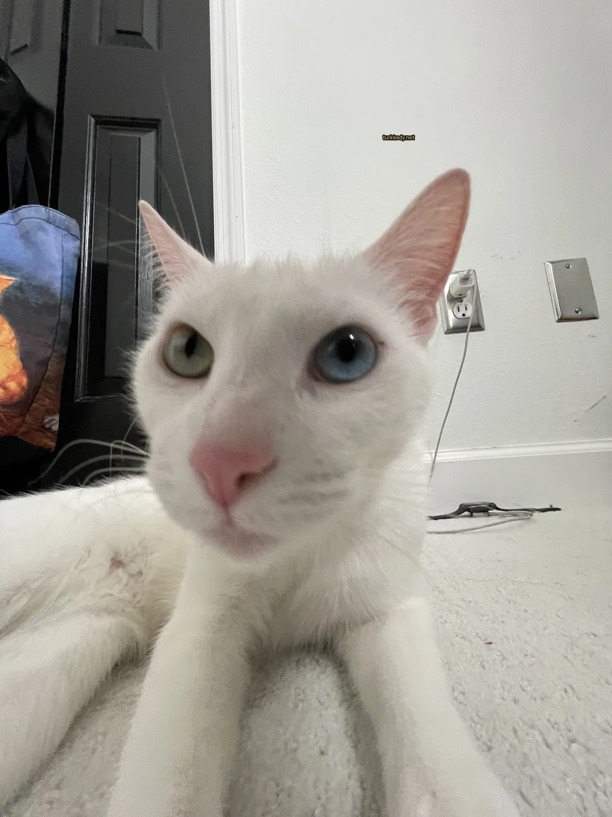 Beyaz bir kedi mavi gözleri ve pembe burunüyle zemine yatıyor.