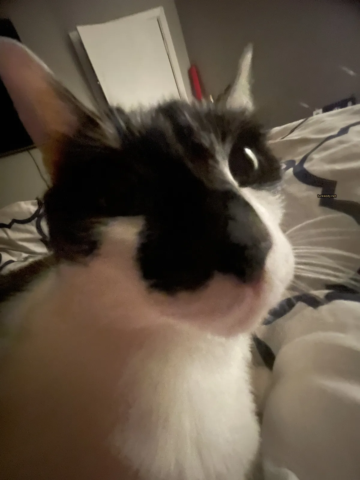 Siyah ve beyaz bir kedi, beyaz burun ve ağızla yatan bir yatakta oturuyor.