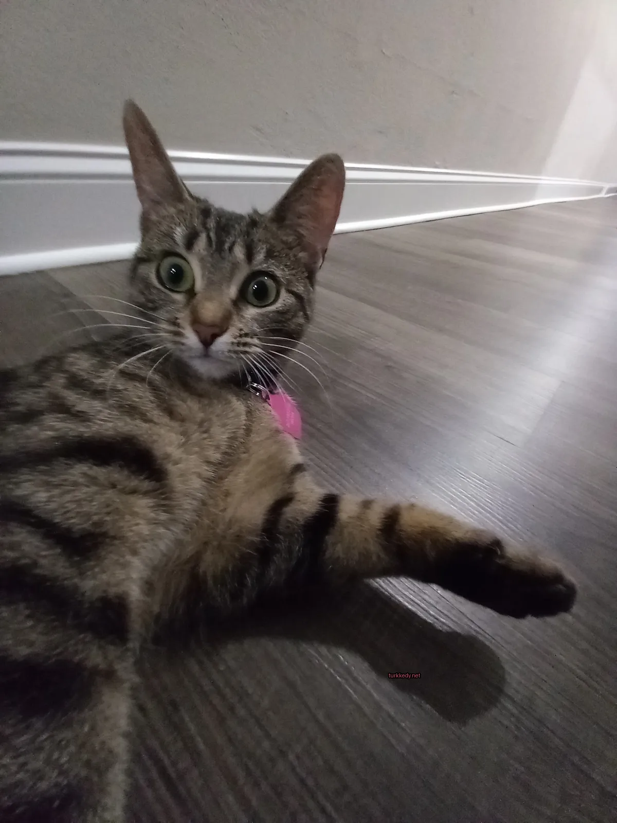 Kara ve beyaz desenli bir kedi, bir pembe kolyalı olarak ahşap zeminde yatıyor.